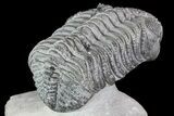 Drotops Trilobite With White Patina - Great Eyes! #76405-3